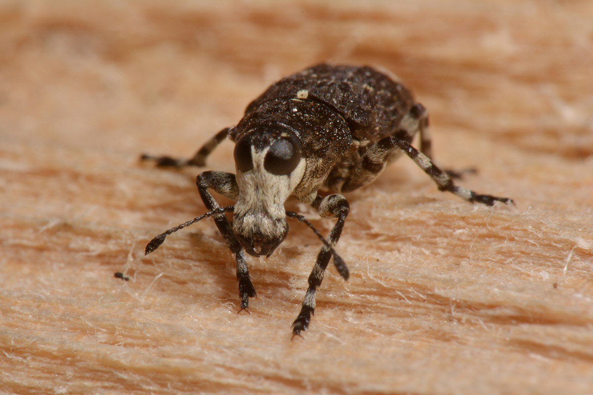 Anthribidae: Tropideres albirostris?  Sì !